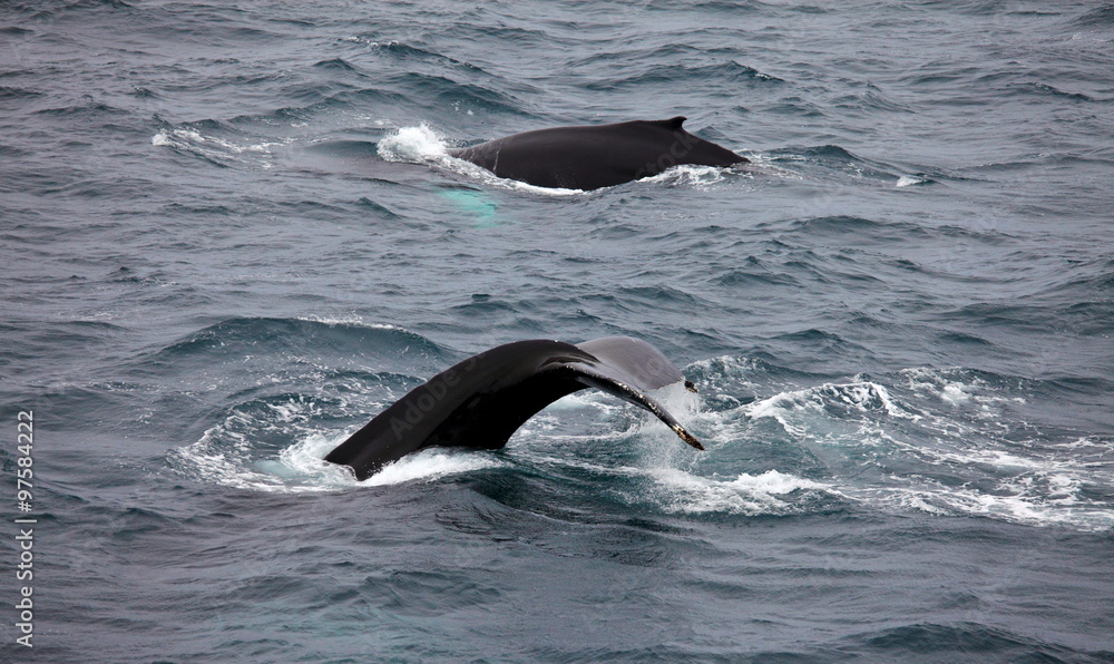 Fototapeta premium Humpback whales (Megaptera novaeangliae) in Arctic