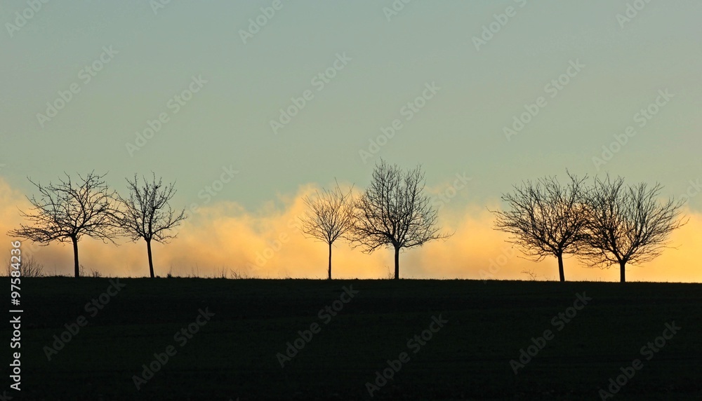 Kahle Bäume im Herbst vor Nebelwand bei Sonnenuntergang 
