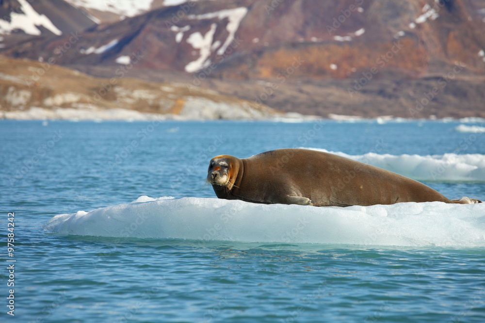 Naklejka premium Bearded seal on fast ice 