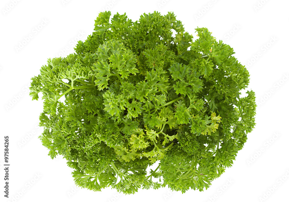 Obraz premium Curly parsley on white