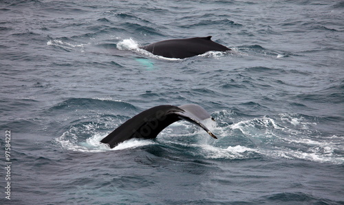 Humpback whales (Megaptera novaeangliae) in Arctic 