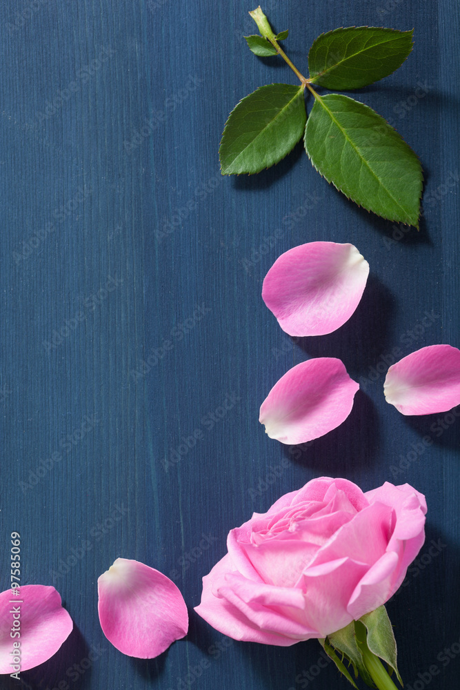 pink rose flower over dark blue background pink rose flower over dark blue background