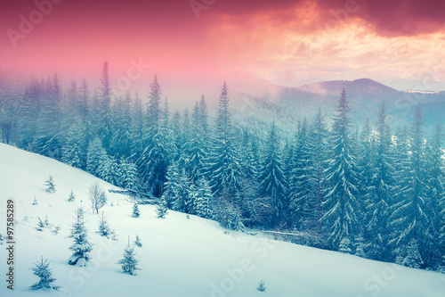 Colorful winter sunrise in the foggy mountain forest