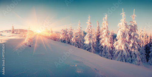 Colorful winter sunrise in the mountain forest.