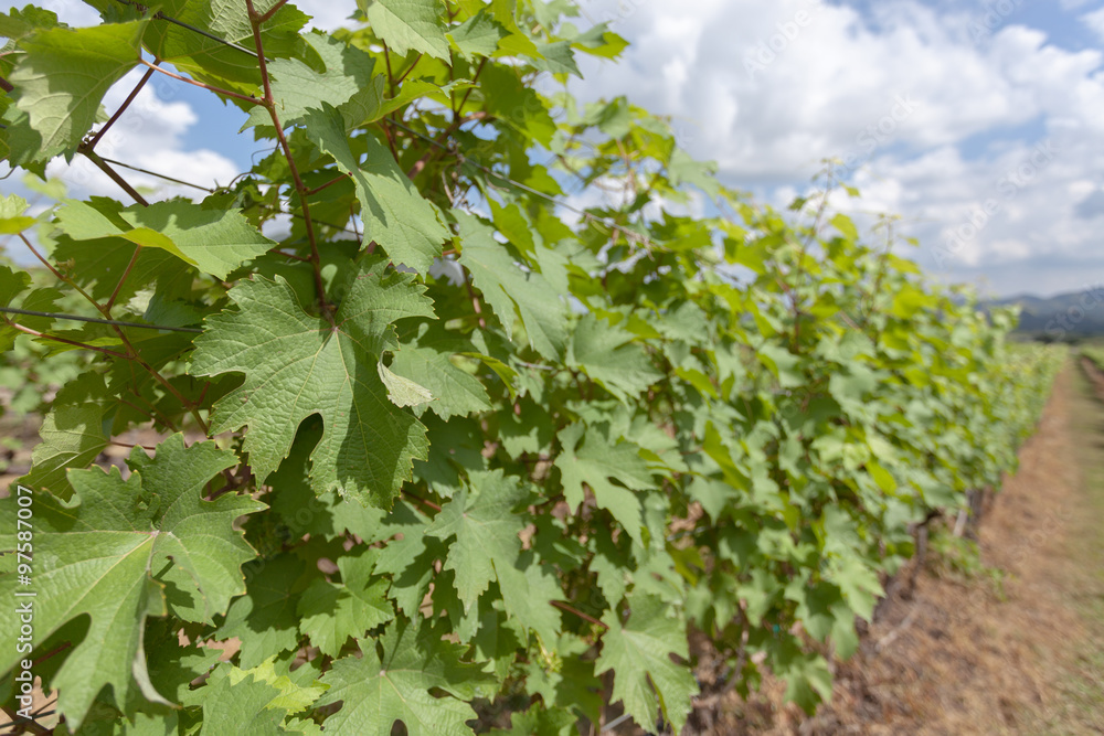 Rows of grape trees before harvesting in the Hua Hin vineyard, T