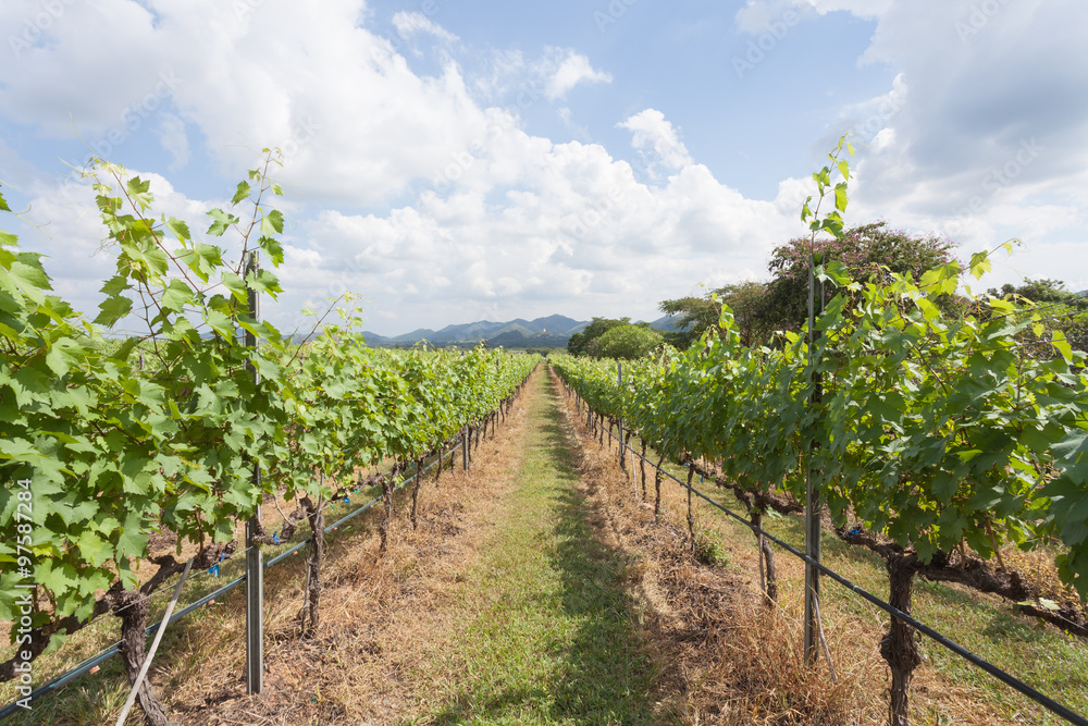 Rows of grape trees before harvesting in the Hua Hin vineyard, T