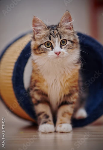 Domestic multi-colored kitten © Azaliya (Elya Vatel)