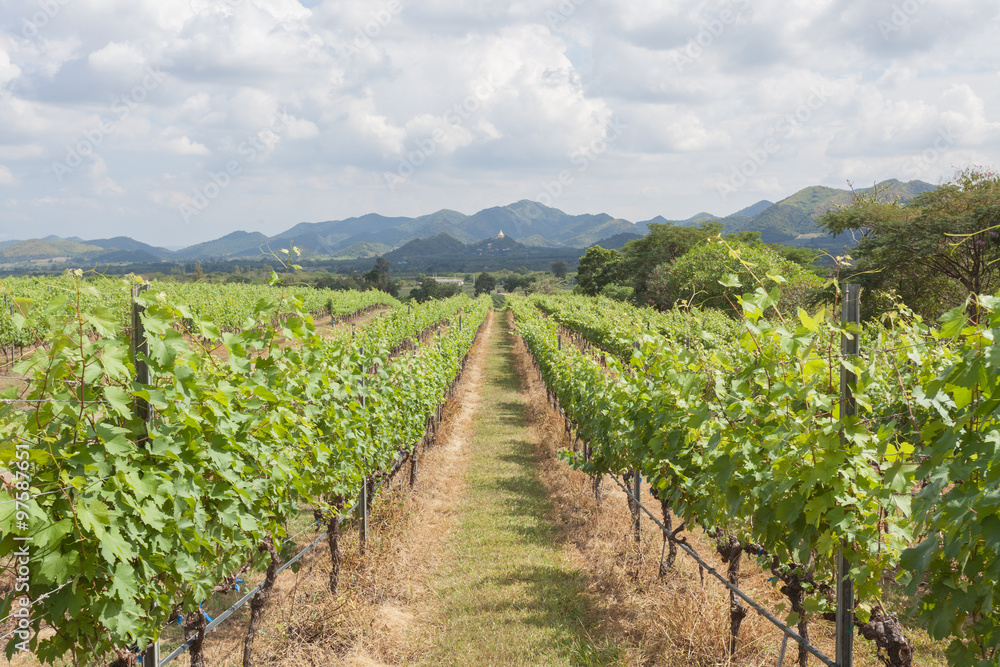 Rows of grape trees before harvesting in the Hua Hin vineyard, T