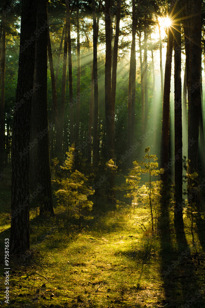 Naklejka premium Herbstliches Licht im Wald, Harz