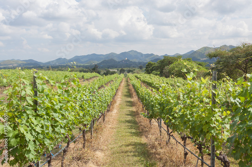Obraz na płótnie Rows of grape trees before harvesting in the Hua Hin vineyard, T w salonie