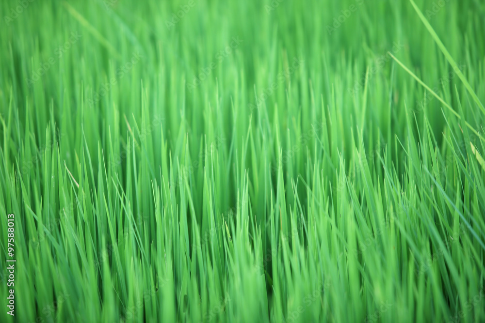 paddy leaf background. paddy leaf background.