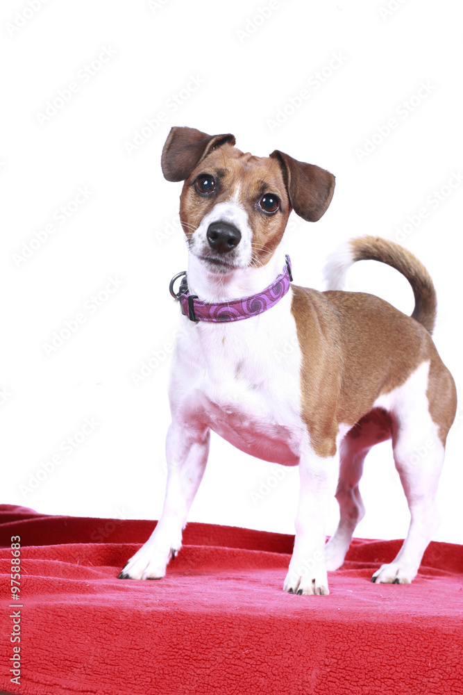 Hübscher Jack Russell Terrier auf roter Decke