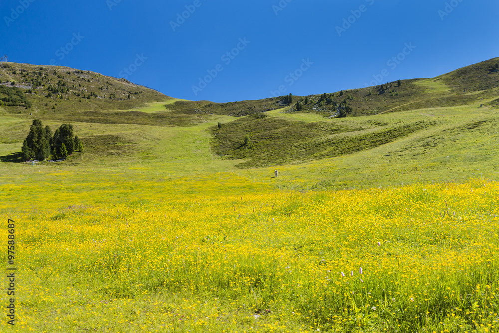 Yellow And Green Flower Meadow in Austria