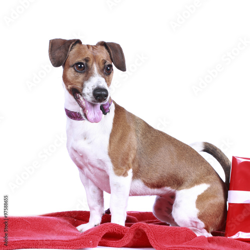 Hübscher Jack Russell Terrier auf roter Decke