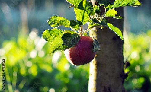 morning in apple orchard photo