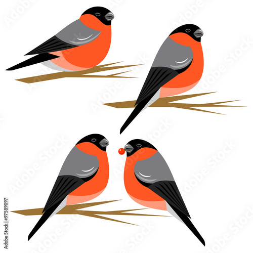 Bullfinch