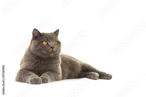Fototapeta Naklejka Na Ścianę i Meble -  Grey british shorthair cat lying down looking away isolated on a white background