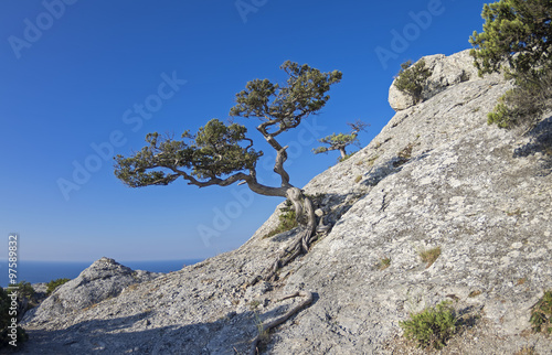 Jjuniper tree on the mountainside. photo