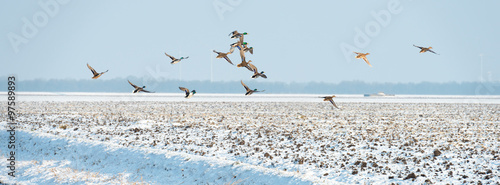 Birds flying over a snowy field in winter