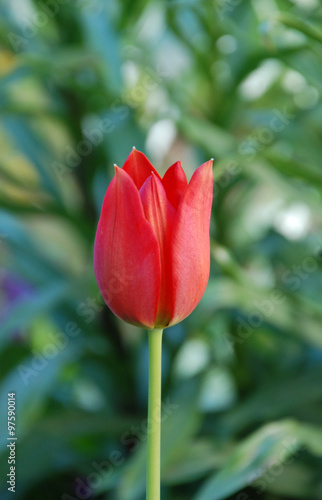 Tulip flowers