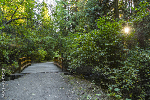 Scenic Trail Through The Forest