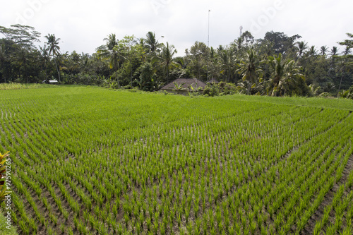 Rice Field in Ubud, Bali, Indonesia