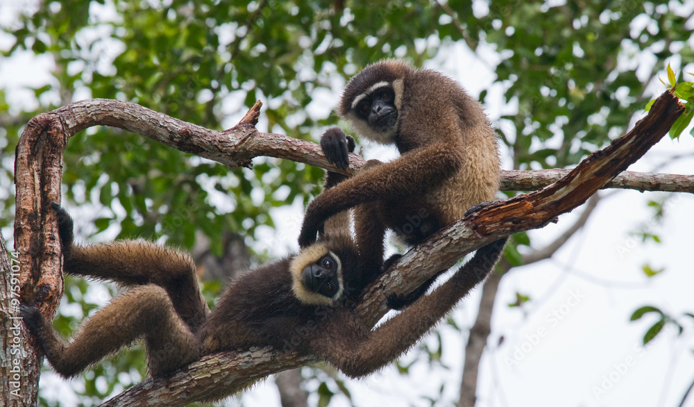 Fototapeta premium Two Gibbon sitting on the tree. Indonesia. The island of Kalimantan (Borneo). An excellent illustration.