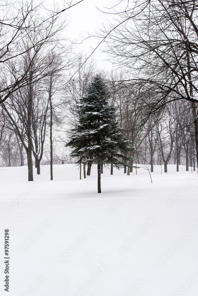 a pin in the middle of Mont-royal park forest under the snow during winter a pin in the middle of Mont-royal park forest under the snow during winter