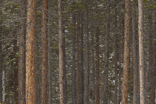 Lodge Pole Pine Forest