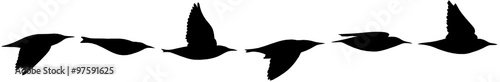 Vogelzug 