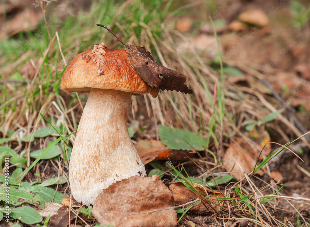 Fototapeta premium cep in forest