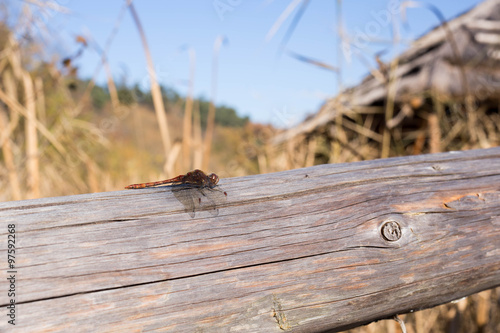 dragonfly on a wooden pole