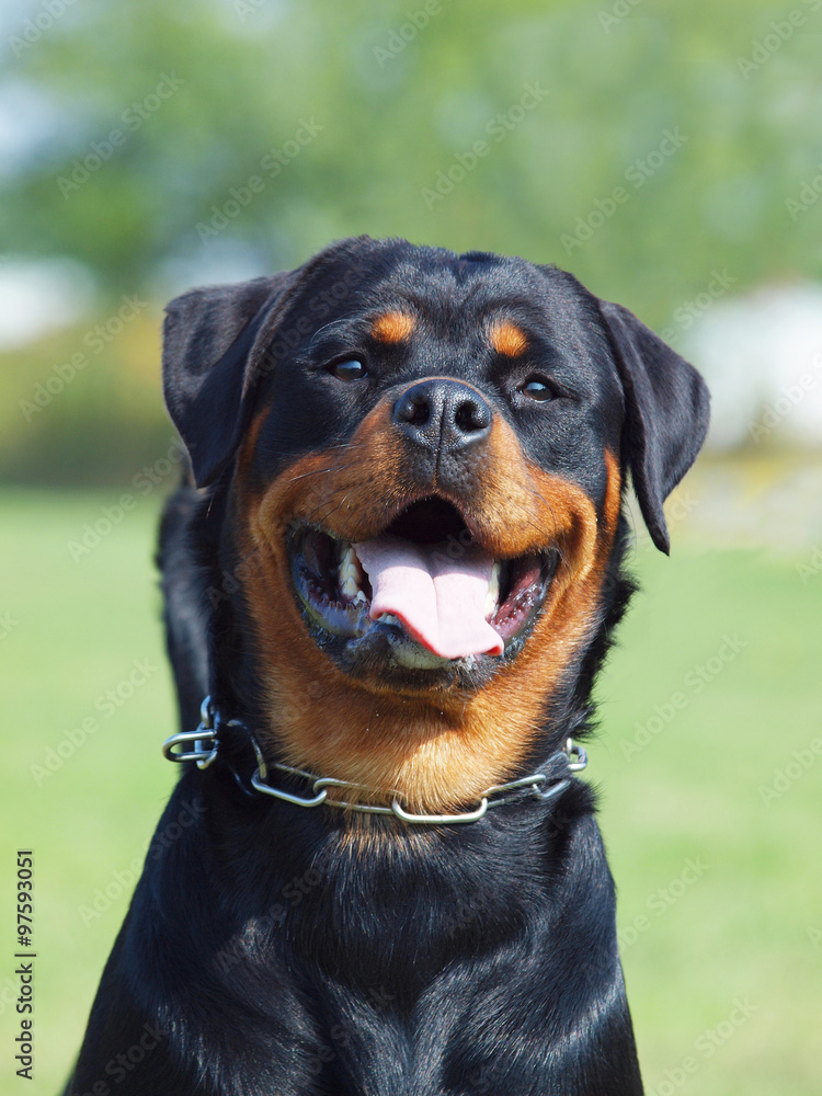 Rottweiler young female