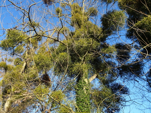 Foto Arbres recouverts de gui.