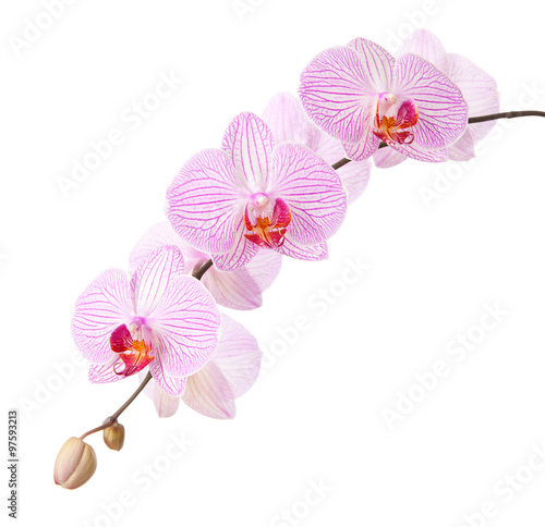 Pink orchid isolated on white © Antonel
