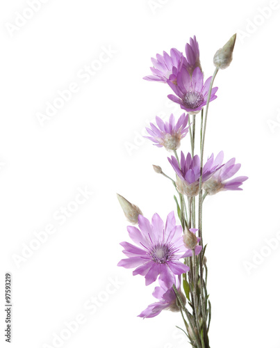 Lilac flowers (immortelle)  isolated on white background. Xeranthemum annuum photo
