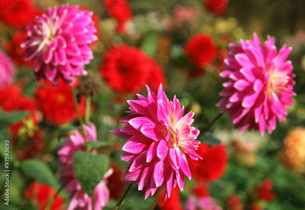 Obraz premium Dahlia rose