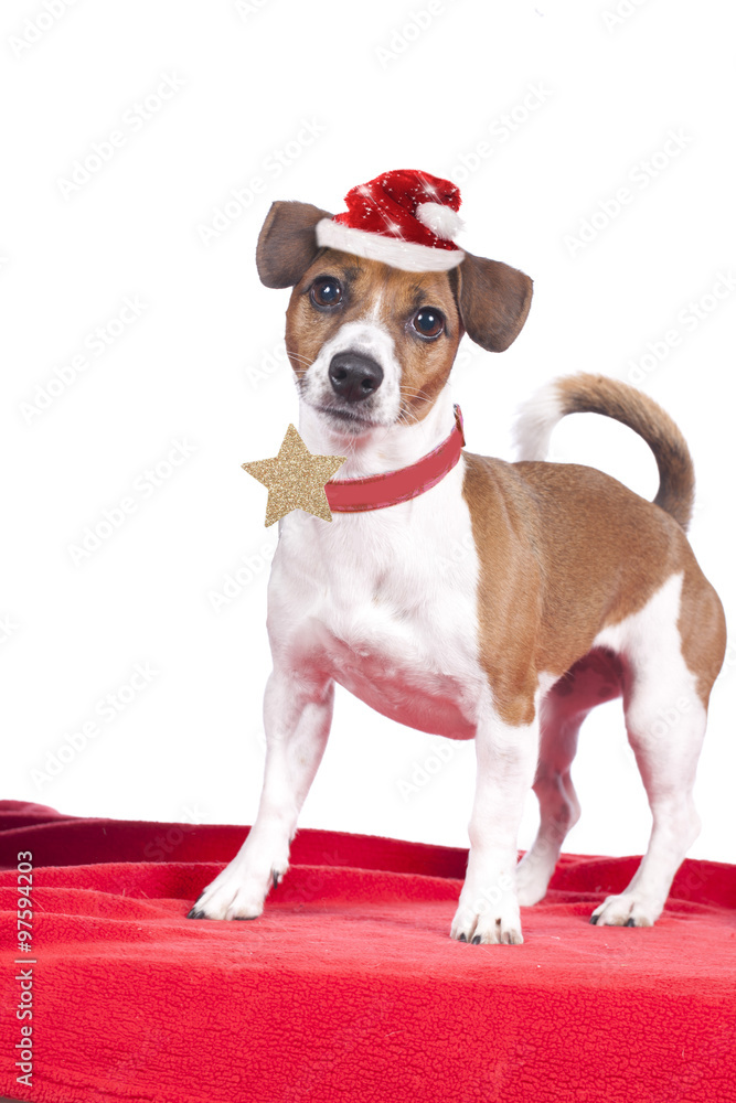 Jack Russell Terrier mit Weihnachtsmütze