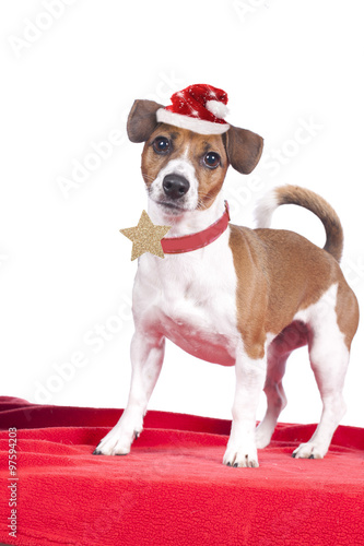 Jack Russell Terrier mit Weihnachtsmütze © absolutimages