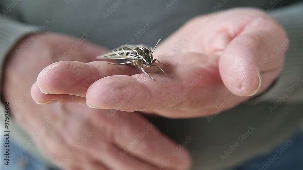 Man holds live sphinx moth on his fingers. Man holds live sphinx moth on his fingers.