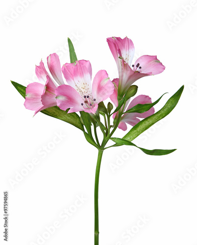 Fototapeta Naklejka Na Ścianę i Meble -  Alstroemeria