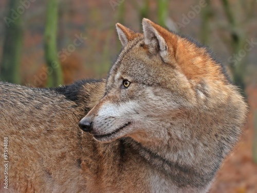 Stehender Wolf  Canis lupus  