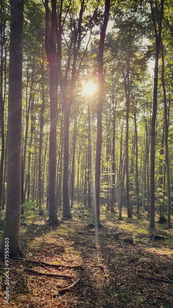 Obraz premium Forest and shining sun through the trees