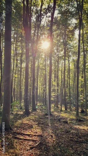 Forest and shining sun through the trees © ValentinValkov