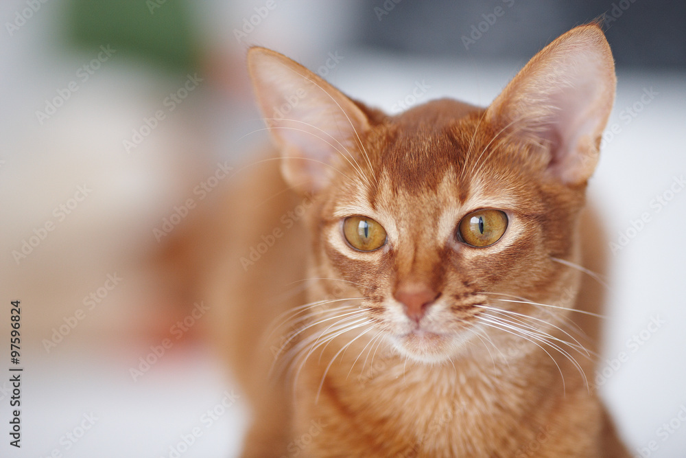 Cute little red cat. Cute little red cat.