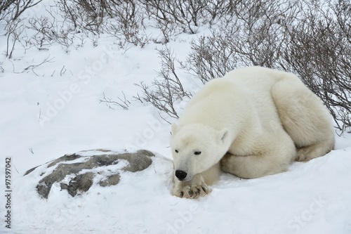 The adult male polar bear (Ursus maritimus)  have a rest, lying on snow.