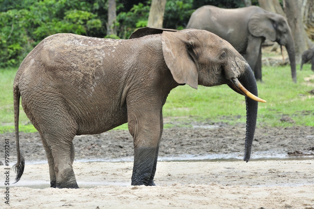 Fototapeta premium African Forest Elephant, Loxodonta africana cyclotis, of Congo Basin. At the Dzanga saline (a forest clearing) Central African Republic, Sangha-Mbaere, Dzanga Sangha
