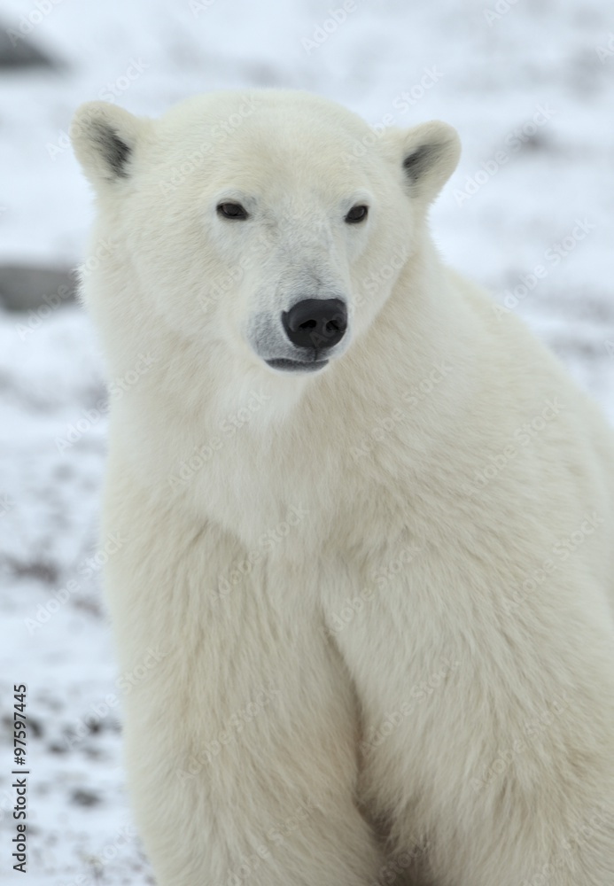 Close up portrait Male polar bear (Ursus maritimus)