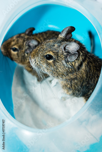 Degu