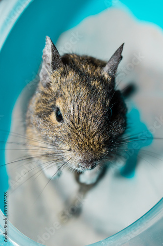Degu